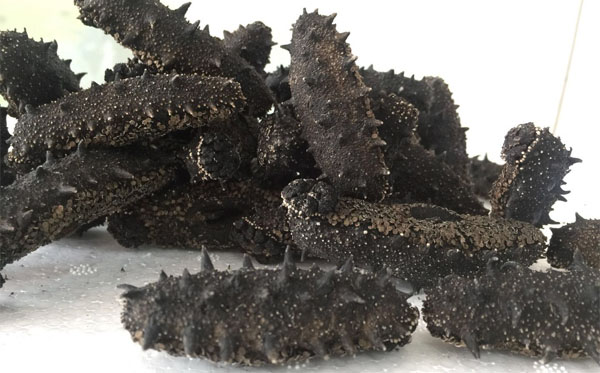 認(rèn)識(shí)砣磯島海參:從海里到餐桌的小知識(shí)